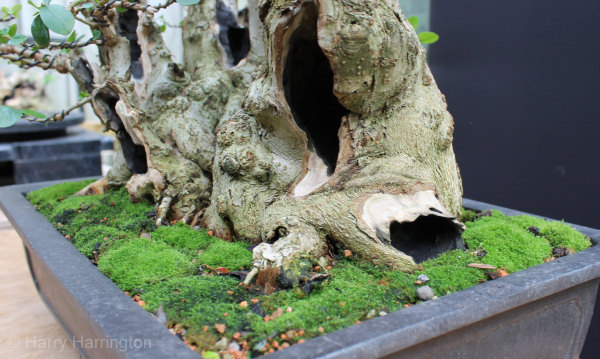 Privet Multi Trunk Bonsai